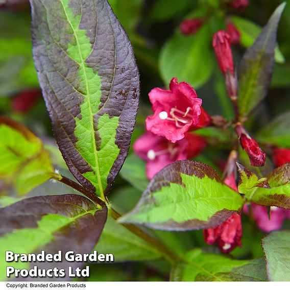 Weigela 'Camouflage'