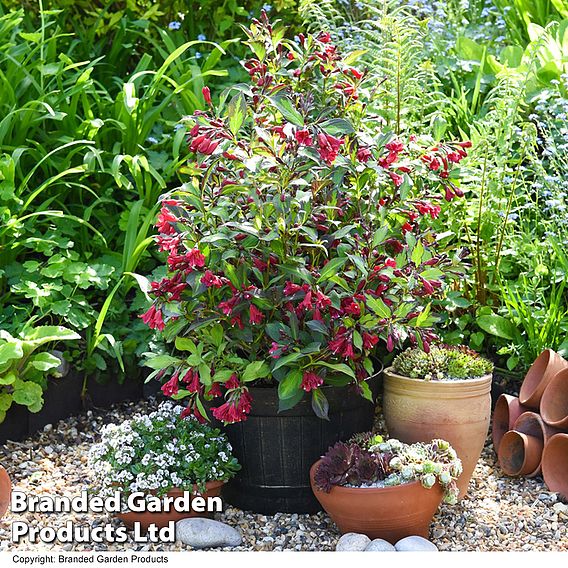 Weigela 'Camouflage'