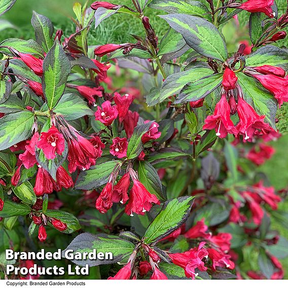 Weigela 'Camouflage'