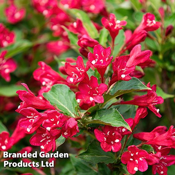 Weigela 'Cherry Red'