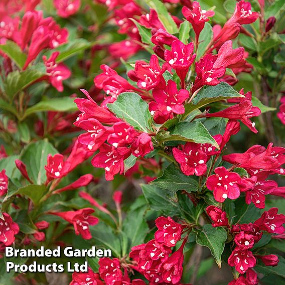 Weigela 'Cherry Red'