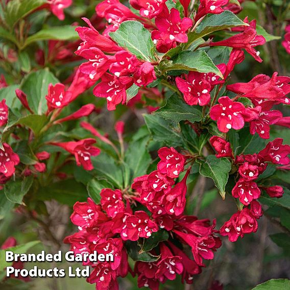 Weigela 'Cherry Red'