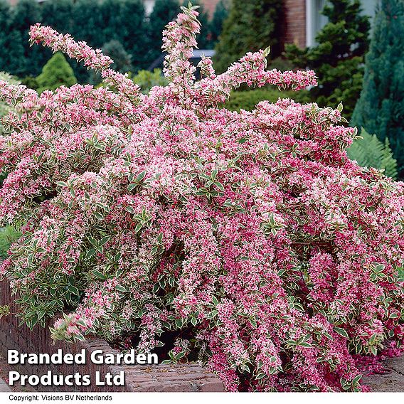 Weigela 'Florida Variegata'