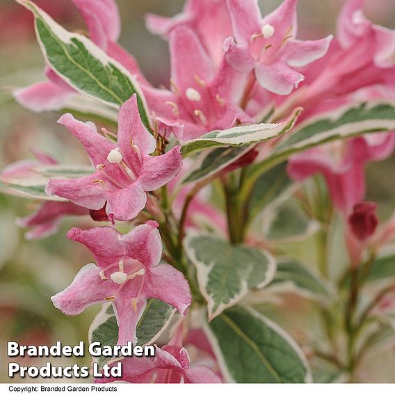 Weigela 'Florida Variegata'