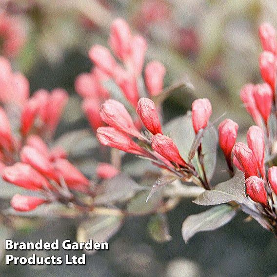 Weigela florida 'Minor Black'