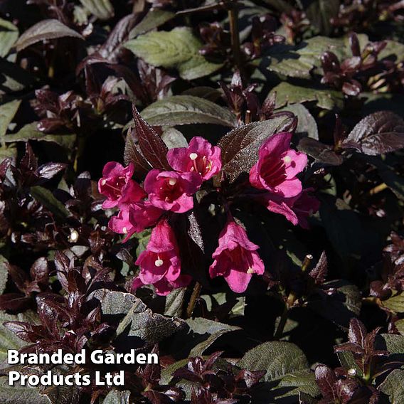 Weigela florida 'Minor Black'