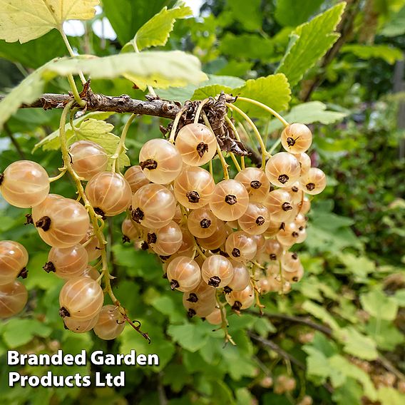 Whitecurrant 'White Versailles' (Organic)