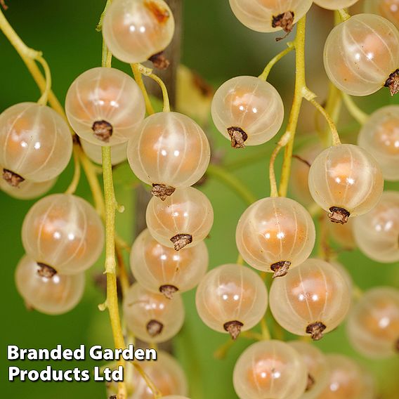 Whitecurrant 'White Versailles' (Organic)