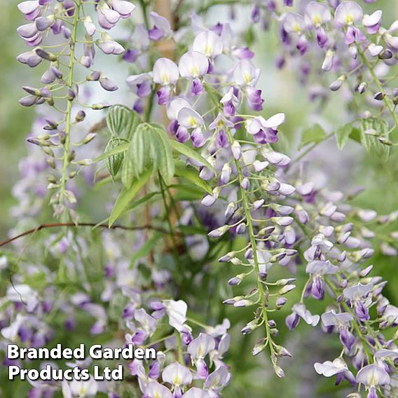 Wisteria Trio