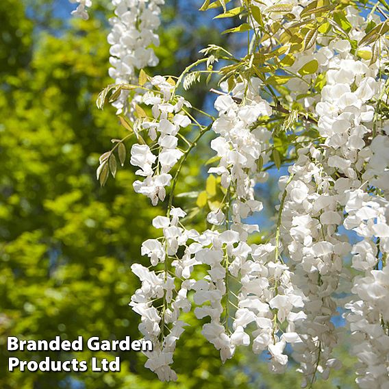 Wisteria Trio