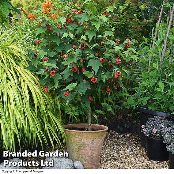 Abutilon megapotamicum 'Red Trumpet' (Patio Standard)