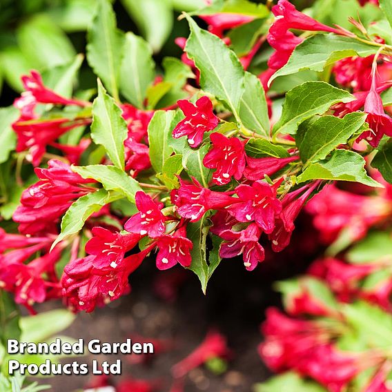 Weigela 'Bristol Ruby'