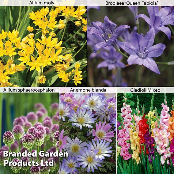 Summer Flowering Bulb Collection | Suttons