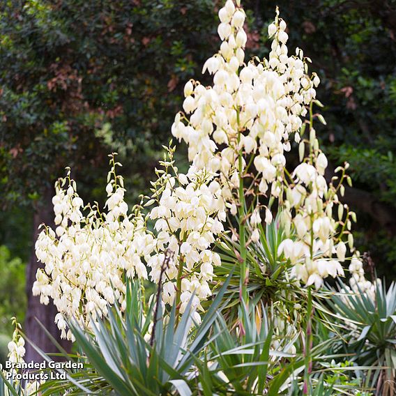 Yucca filamentosa