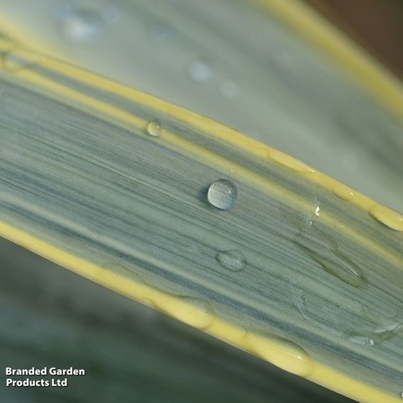 Yucca gloriosa 'Variegata'