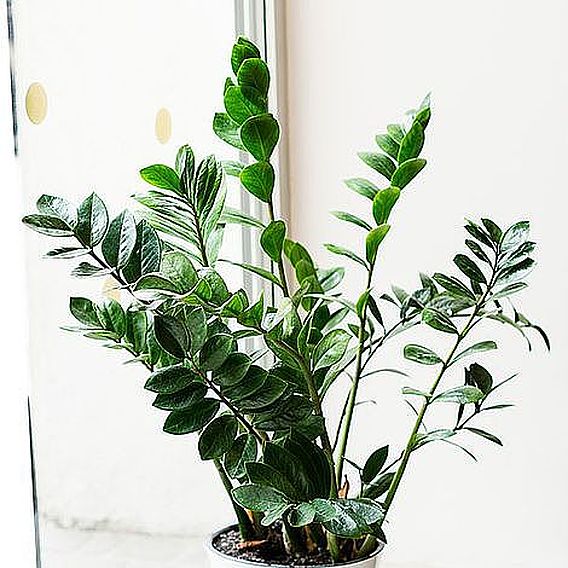 Zamioculcas Zamiifolia