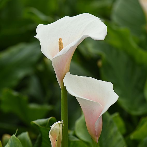 Arum Lily 'Pink Splash' - Seeds