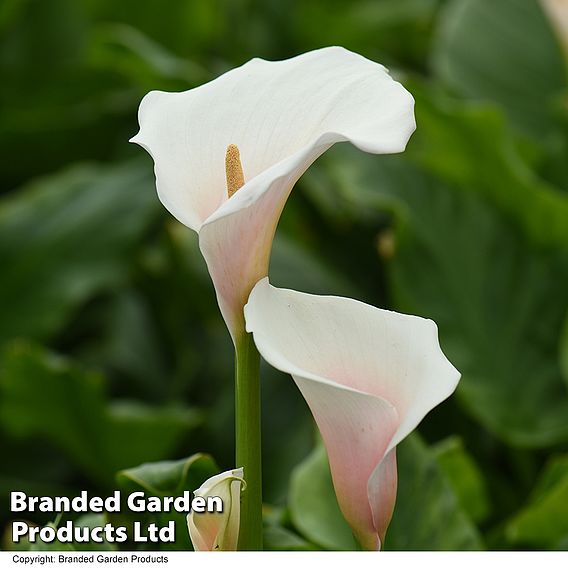 Arum Lily 'Pink Splash' - Seeds