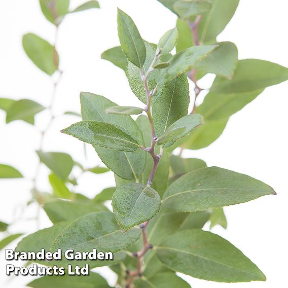 Zenobia pulverulenta 'Blue Sky'