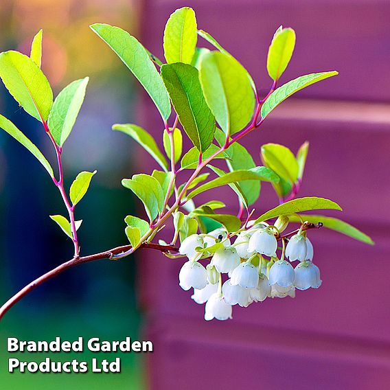 Zenobia pulverulenta 'Blue Sky'