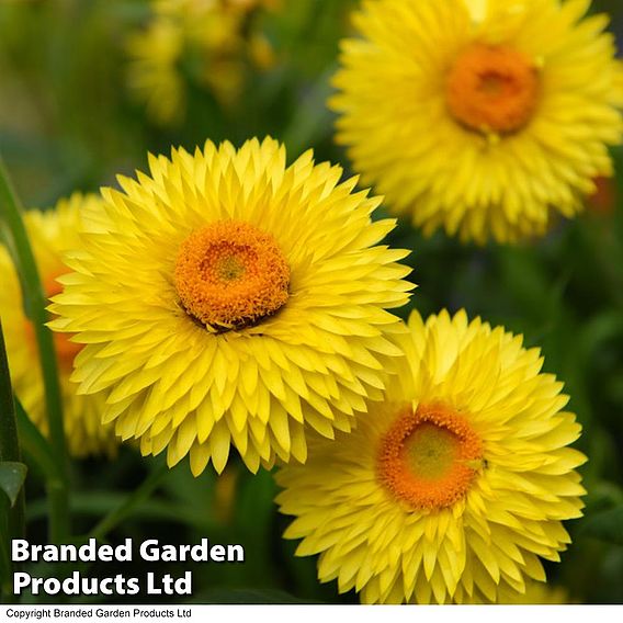 Xerochrysum 'Granvia® Gold'