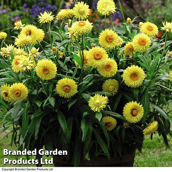 Xerochrysum 'Granvia® Gold'