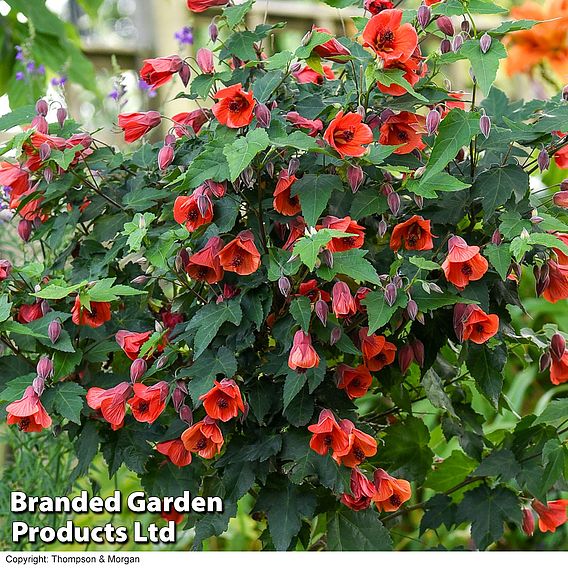 Abutilon megapotamicum 'Red Trumpet' (Patio Standard)