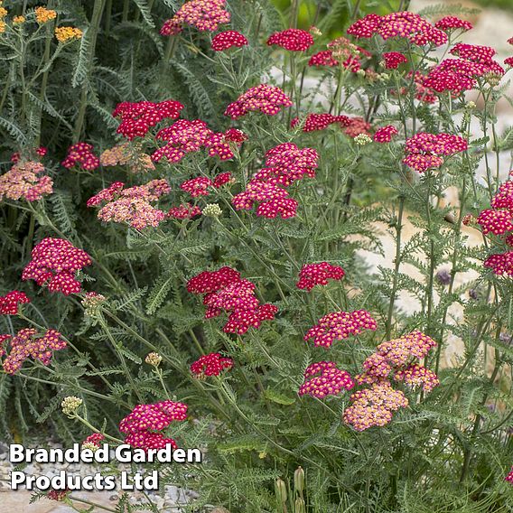 Perennial Pollinator Collection