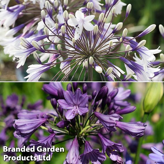 Agapanthus Patio Pot Duo