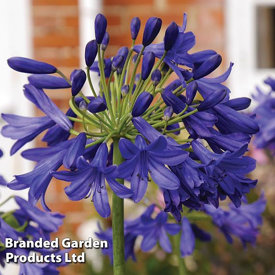 Agapanthus 'Flower of Love'