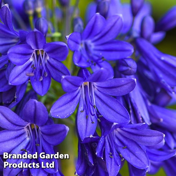 Agapanthus 'Flower of Love'