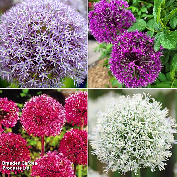 Allium 'Giant Collection'