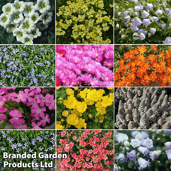 Nurserymans Choice Alpine Mix