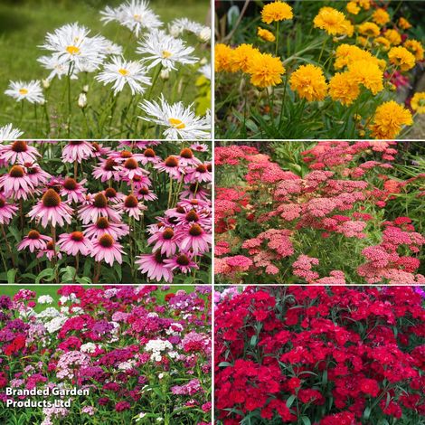 Autumn Bumper Perennial Collection 