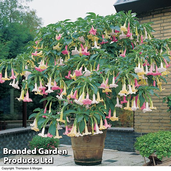 Angels Trumpet Tricolour