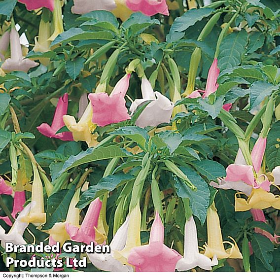 Angels Trumpet Tricolour