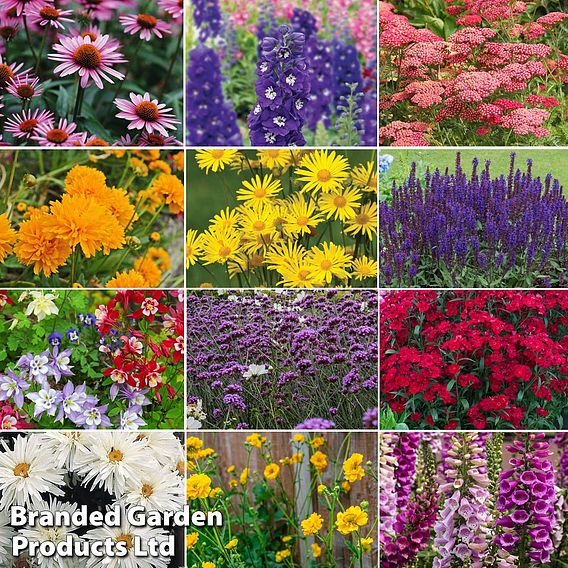 Best Value Perennial Collection