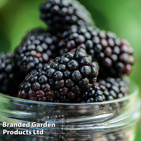 Blackberry 'Black Butte'