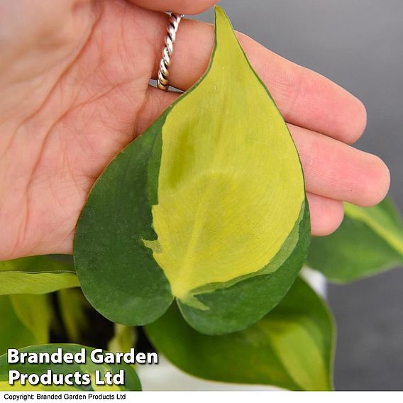 Philodendron scandens Brasil