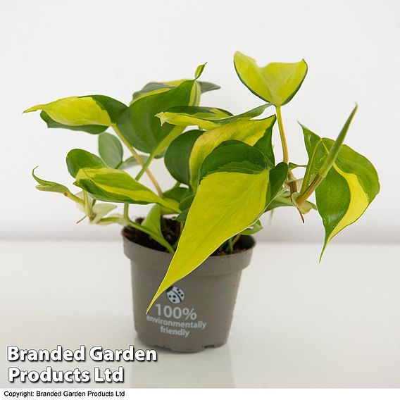 Philodendron scandens Brasil