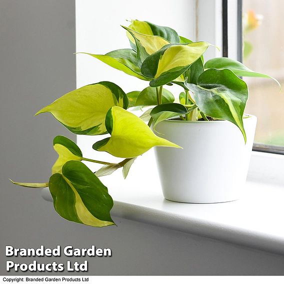 Philodendron scandens Brasil