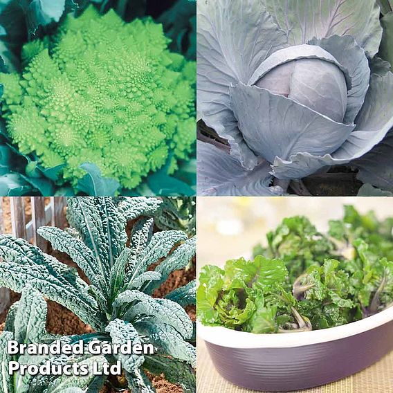 Keep Cropping Brassica Autumn Collection