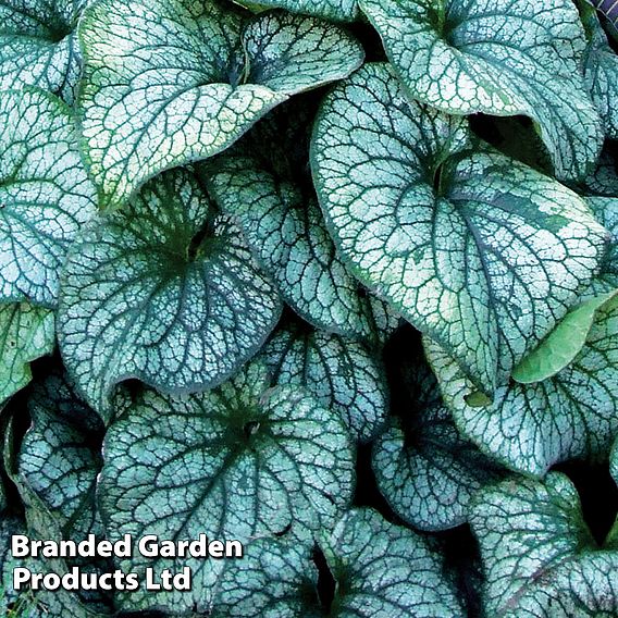 Brunnera 'Alexander's Great'