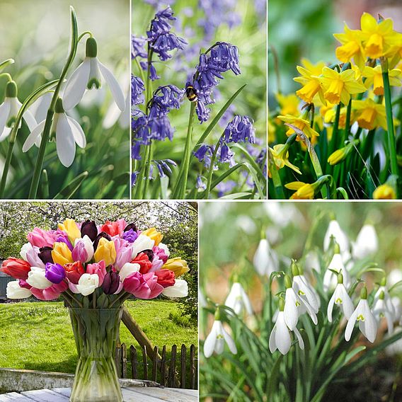 Colourful Spring Bulb Collection