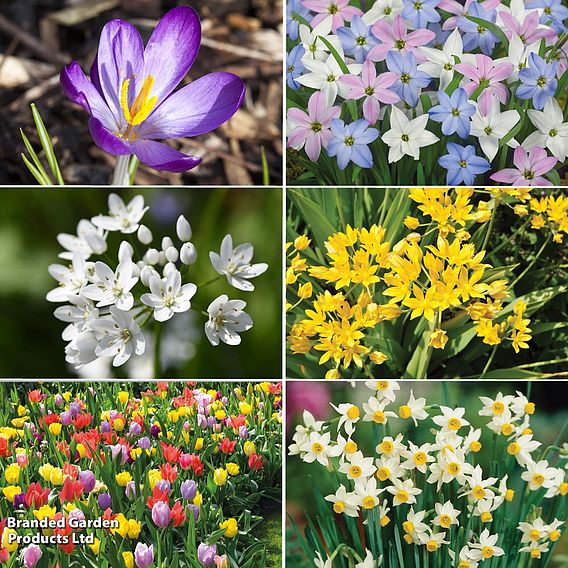 Super Saver Spring Flowering Collection