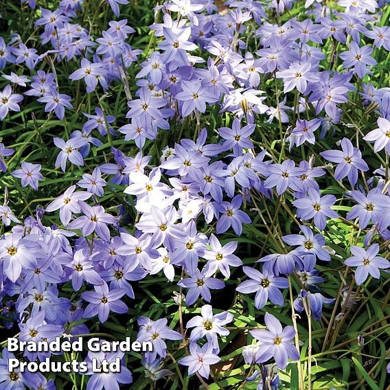 Spring Bulbs Mixed Flowering Collection