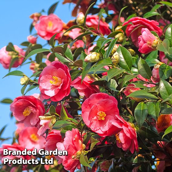 Camellia japonica 'Doctor King'