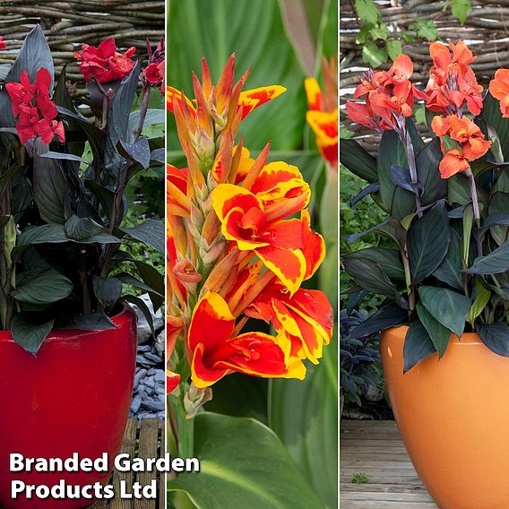 Canna x generalis 'Cannova Collection'