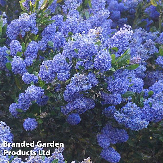 Ceanothus 'Italian Skies'