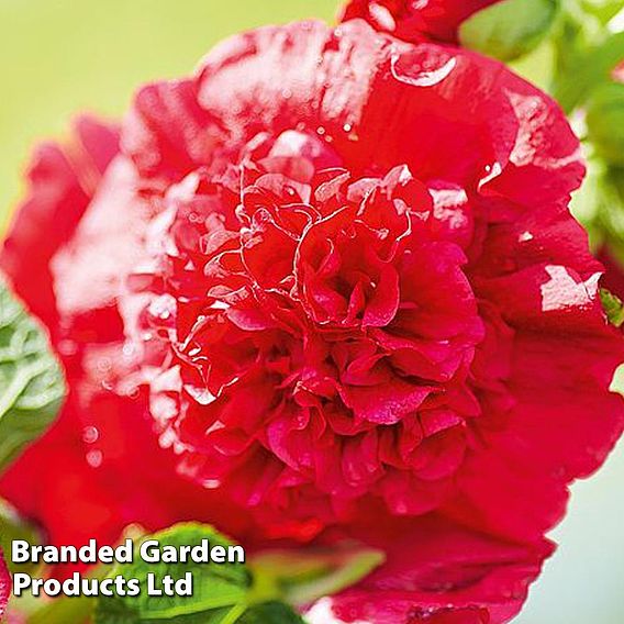 Hollyhock 'Chater's Scarlet'